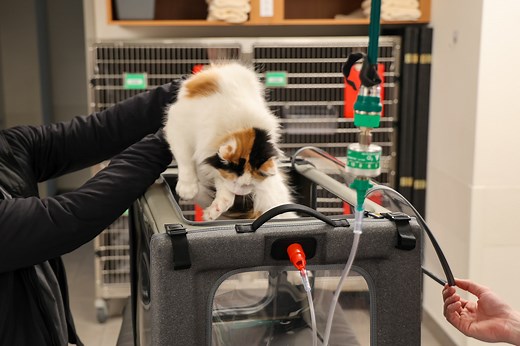 How to Use an Oxygen Concentrator and Chamber for Pets