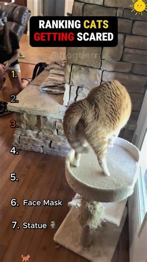 Ranking cats getting scared #ranking #funny #cat #funnycats #pets #funnyanimals #shorts