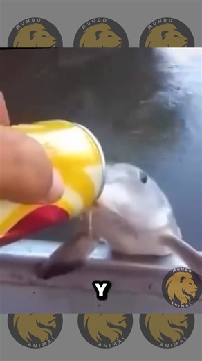 49K views · 680 reactions | Sorprendentes encuentros en el mundo animal #naturaleza #mundoanimal #animals #wildlife #reelsfacebook #animales #fauna | Mundo Animal | Facebook