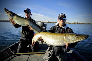 100 INCHES OF MUSKY IN ONE NET! The Minnesota fall musky bite is in full swing, and while its not uncommon to catch a 50 inch musky throughout the cold water period, it's extremely rare to catch two of them at the same time. That exact phenomenon took place this past weekend out in western Minnesota. Here is a quick video that captures the in-boat pandemonium. Jason Aleshire catches the first fish (51 inches) with James Lindner at the net. Nick Lindner hooks up with fish number two (49 inches), 