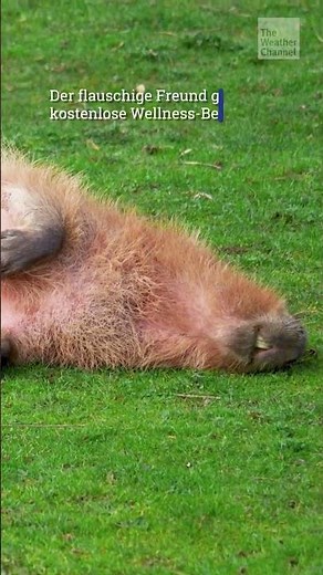 Capybara entspannt – dank frecher Elster