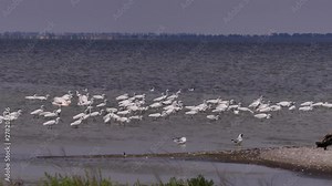 Great and small egret (Egretta garzetta and Ardea alba) are common inhabitants of Eurasian wetlands. They sometimes do collective fishing in the shallow waters. Black sea coast of Ukraine.