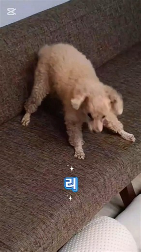 야르송 알람[수능금지곡] #야르 #알람송 #알람 #태평주의보 #광란 #목욕후