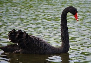 SWAN - A Review of the Amplify BlackSwan ETF for Downturns