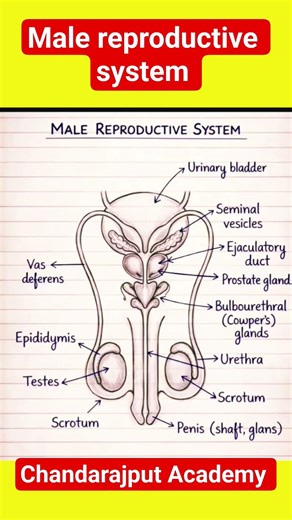 Male Reproductive System Diagram | Easy Biology #shorts