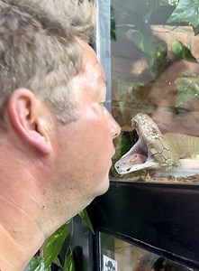 60K views · 1.5K reactions | Looking down the throat of Thor my King Cobra!! TO GET YOUR OWN DINGO MERCH https://bit.ly/dingosmerch TO JOIN ME IN AFRICA on our volunteer program send an email to bookings@dingowild.com TO SUPPORT ME FINANCIALLY donate here https://www.paypal.com/paypalme/DingoDinkelman TO JOIN OUR PATREON and get exclusive access to all of our content and merch click here https://www.patreon.com/Dingowild | Dingo | Facebook