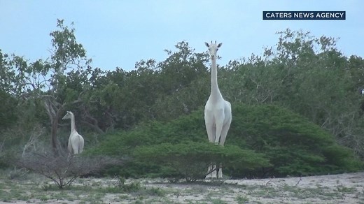 346K views · 23K reactions | Two extremely rare white giraffes - a...
