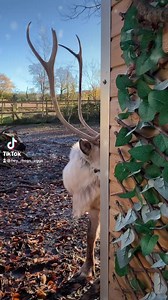 4.8K views · 130 reactions | Christmas is taking shape beautifully 歷...