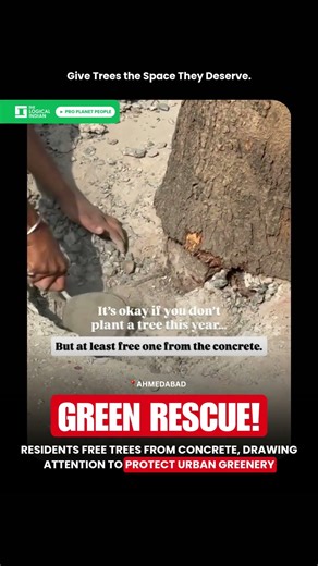 Residents Free Trees From Concrete, Drawing Attention To Protect Urban Greenery