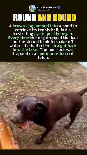 DOG TRAPPED IN INFINITE FETCH LOOP