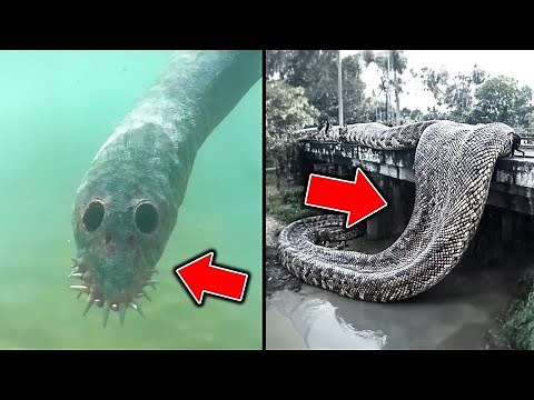 【ゆっくり解説】本当に実在した 日本で見つかったヤバすぎる未確認生物UMA８選 Part1 【UMA・未確認生物】