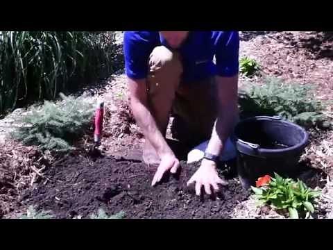 How to Plant Dicentra: Bleeding Heart