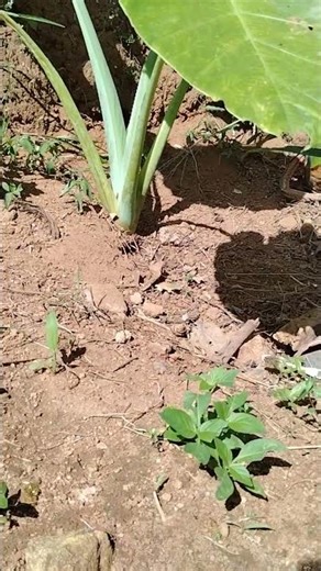 #nature #beautiful #singing #butterfly#asmr#satisfying#relaxing#viralvideo#aivideo#nature#usa