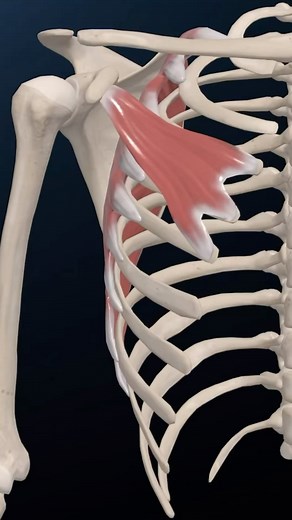Bradley Blair Osteopath on Instagram: "Protraction of the shoulder The protraction of the shoulder is a movement in which the arm compartment protracts and moves forward. This motion includes: Serratus anterior muscle Pectoralis muscle #shouldermobility #shoulderstrength #shouldermobilityexercise #shoulderpain #osteopathy #osteopathyworks #osteopaths #osteopath #osteopathic #dryneedling #physiotherapy"