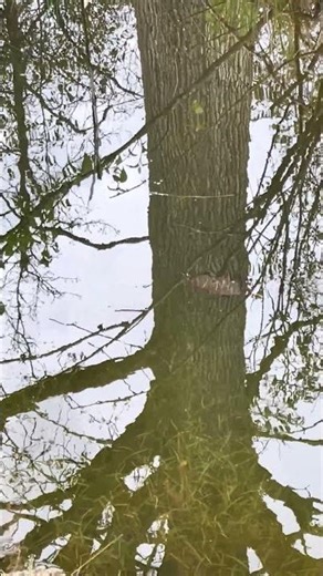 Baby snapping turtles? #natureencounter #wildontario #wildlife #animals #nature #turtle