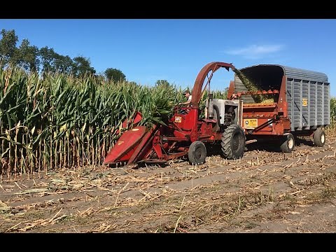 1958 Gehl SP 82 Forage Harvester in Action - Cedar Lake, IN
