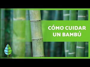 BAMBOO CARE 🎋 (in Pots and in the Ground) 🎍 Substrate, Fertilizer, Watering and more!