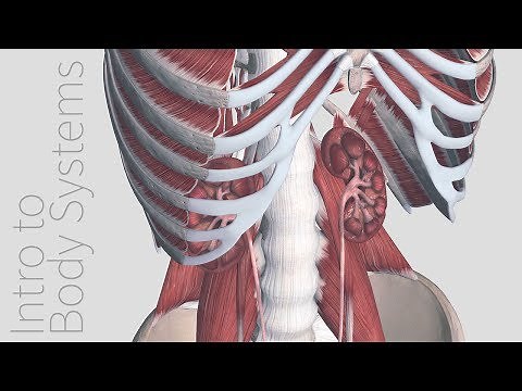 Introduction to the Urogenital System - Animated Tutorial | Complete Anatomy