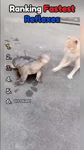 The Top 5 Fastest Reflexes You've Ever Seen