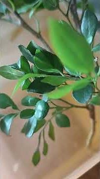 como desidratar galhos de folhagem pra fazer arranjo