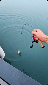 78K views · 2.1K reactions | Catching BIG FISH on a TINY ROD  #fishing #fish | Dryfly Outdoors | Facebook