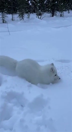 Majestic White Arctic Fox Leaping Through Snow ❄️🦊 | Pure Winter Beauty