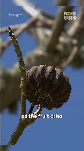 Why You Should Never Touch This Tree #sandboxtree #huracrepitans #dynamitetree