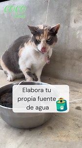 767K views · 10K reactions | ¡Hacer tu propia fuente de agua nunca había sido tan sencillo! Materiales: ✅️Piedras de jardín ✅️Recipiente ✅️Filtro o paño de cocina ✅️Motor ✅️Marranito para cargador . . . #fuentedeagua #catsofinstagram #cocohabla #cocotips #creative #cats #pets | COCO HABLA | Facebook