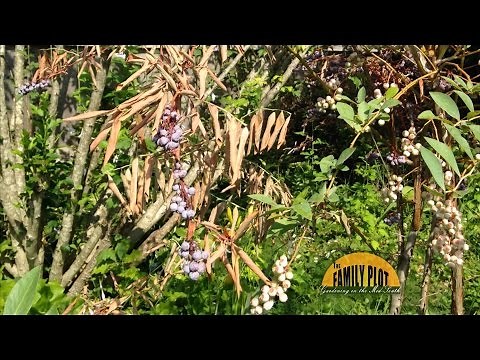 Q&A - My blueberry bush is sick. What can I do?