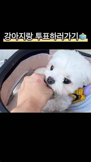 애견동반 투표하러 가는 방법
