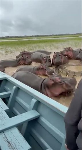 Anaconda vs Hippopotamus #animals #anaconda #hippo #viral