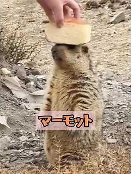 かわいいマーモット#動物#治す#知識