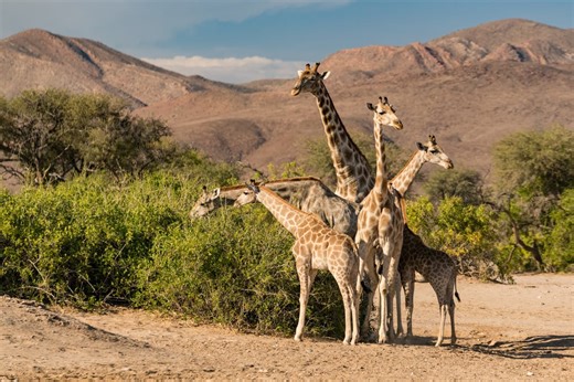 Blackpool Zoo reveals exciting new name behind its £500k giraffe development