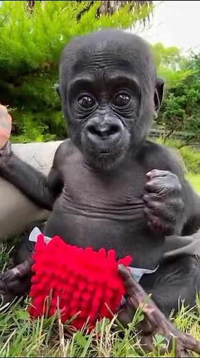 When Animals Act Like Humans – You’ll Be Crying With Laughter! 🦜😆 #FunnyAnimals #AnimalComedy #HilariousPets #LaughingAnimals #PetVideos #CuteAndFunny #AnimalFails #PetAntics #AnimalLovers #FunniestAnimals | Mrcaleb