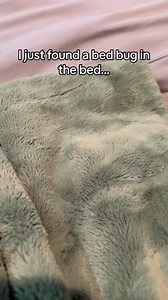 Silly looking bed bug #dog #pitbull #pitbulls #pitbulldog #dogsofinsta #dogstagram #dogslife #dogsofig #pitbullsofinstagram #pitbullgram #pitbulloftheday #funnydogs #instadog #instareels #pupsofinstagram #pupsagram #pup #doglovers #pitbulllovers #pitbulllife #videooftheday #dogsofinstagram #dogoftheday #pitbullsgram #pitbullpuppy #petsagram #ilovemypitbull | Ratchy.d.pit