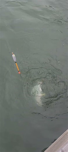 원투낚시 / 바다낚시 / 찌낚시 / shore fishing / sea fIshing / float fishing / 바다고기 땡기는 손맛이 힐링 ^^
