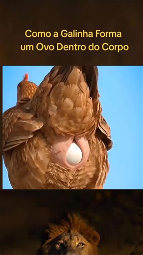 Como a Galinha Forma um Ovo Dentro do Corpo#animals #animals #animals #animals