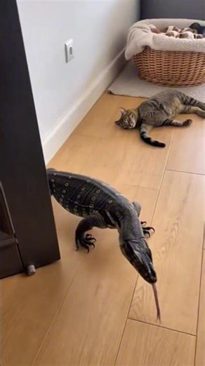 😱SHOCKING Animal Fight in My Living Room! Cat vs. Monitor Lizard!🦎#wildlife #animals #monitorlizard