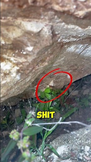 Black and Brown Widows!? #wildlife #blackwidow