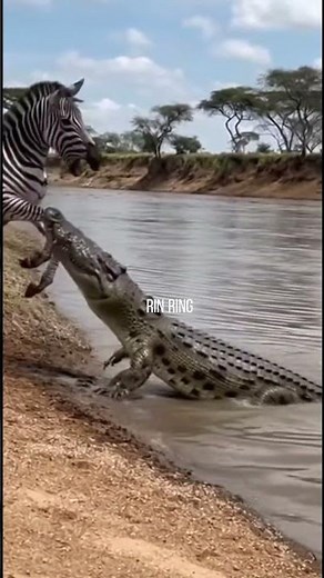 Crocodile EXPLODES From Water, Snatches Thirsty Zebra in One CHOMP!