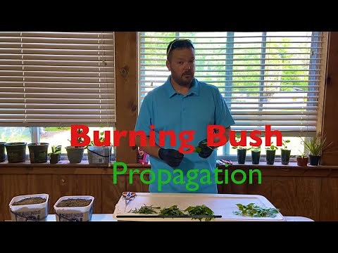 How to propagate burning bush from cuttings backyard nursery