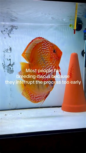 Joan's Discus on Instagram: "Most pairs don’t fail. They just need time to learn. Each spawn builds coordination, protection instinct, and parenting behavior. If you respect the process instead of rushing to intervene, results improve naturally with every attempt. Patience creates better parents. #discus #fish #breeding #tank #aquarium"