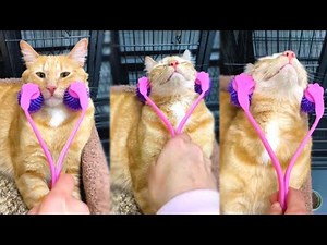 Cute Lazy Cat Gets Relaxing Neck Massage (Adorable Kitty)