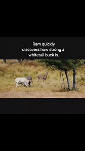 2.9M views · 40K reactions | Never mess with a whitetail Follow...