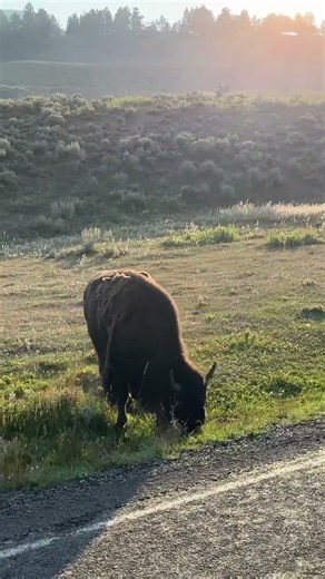 The bisons of YELLOWSTONE. #yellowstone #wildlife #nikon