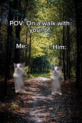 Creative Short Films Featuring Cats