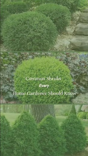 Easy Landscaping with These Common Shrubs