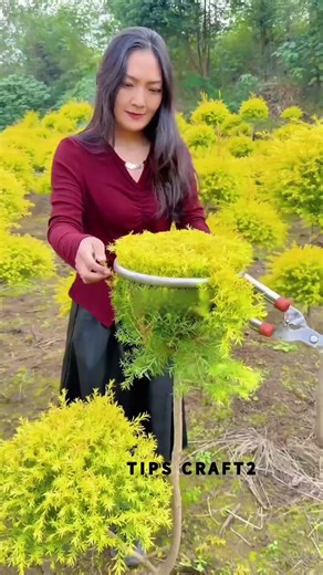 Hands-on Guide to Pruning Golden Bottlebrush: Even Beginners Can Achieve a Perfect Shape!