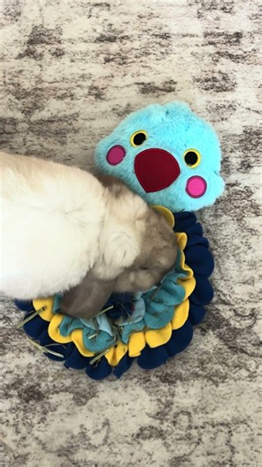 My Unemployed Bunny Tests a Snuffle Mat for Rabbit#petshorts #pets #luftpets