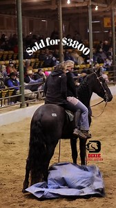 1.8M views · 15K reactions | Sold $3800 Thank you to all the buyers and bidders! Join us at our next Auction March 27-28, 2026 Dixie Horse Auction is Located at Iredell County Fairgrounds Troutman NC We hope to see you in Spring | Dixie Horse Auction | Facebook